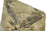 Fossil Fish (Cimolichthys) Caudal Fin - Kansas #342168-1